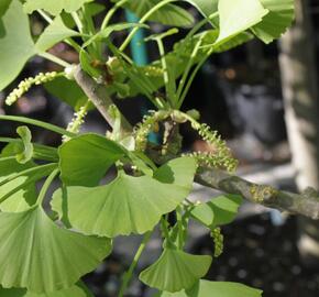 Jinan dvoulaločný 'Fastigiata' - Ginkgo biloba 'Fastigiata'