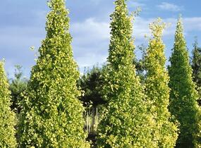 Jinan dvoulaločný 'Fastigiata' - Ginkgo biloba 'Fastigiata'