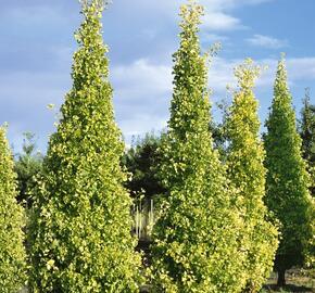 Jinan dvoulaločný 'Fastigiata' - Ginkgo biloba 'Fastigiata'