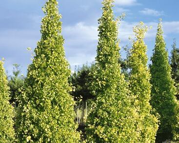 Jinan dvoulaločný 'Fastigiata'