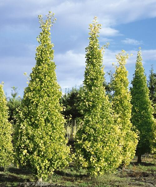 Jinan dvoulaločný 'Fastigiata' - Ginkgo biloba 'Fastigiata'