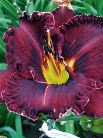 Denivka 'Purplelicious' - Hemerocallis 'Purplelicious'