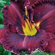 Denivka 'Purplelicious' - Hemerocallis 'Purplelicious'
