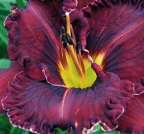 Denivka 'Purplelicious' - Hemerocallis 'Purplelicious'