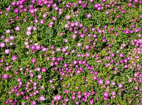 Kosmatec - Delosperma hispida