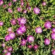 Kosmatec - Delosperma hispida