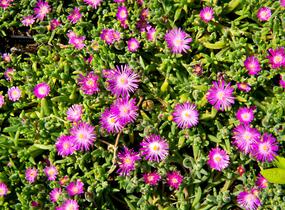 Kosmatec - Delosperma hispida