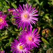 Kosmatec - Delosperma hispida