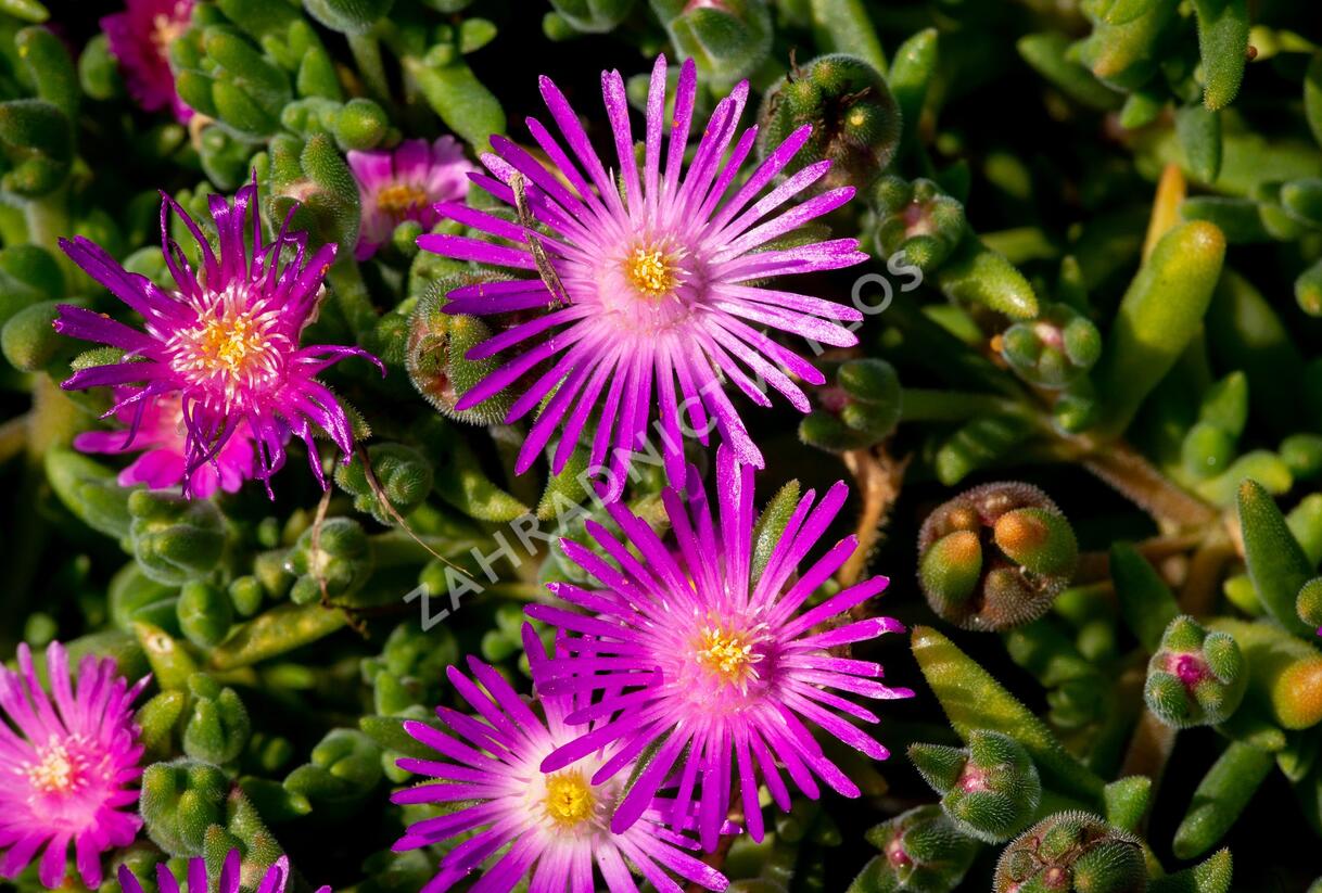Kosmatec - Delosperma hispida
