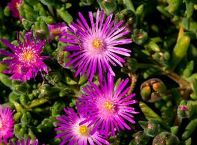 Kosmatec - Delosperma hispida