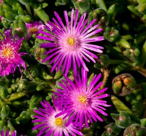 Kosmatec - Delosperma hispida