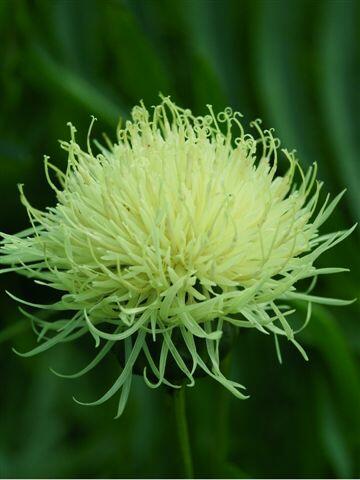 Chrpa - Centaurea ruthenica