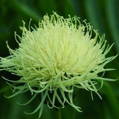 Chrpa - Centaurea ruthenica