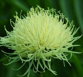 Chrpa - Centaurea ruthenica