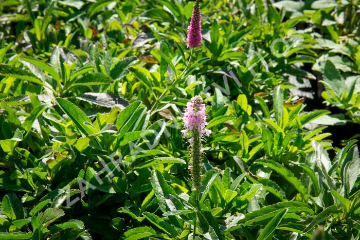 Rozrazil klasnatý 'Rosa Zwerg' - Veronica spicata 'Rosa Zwerg'