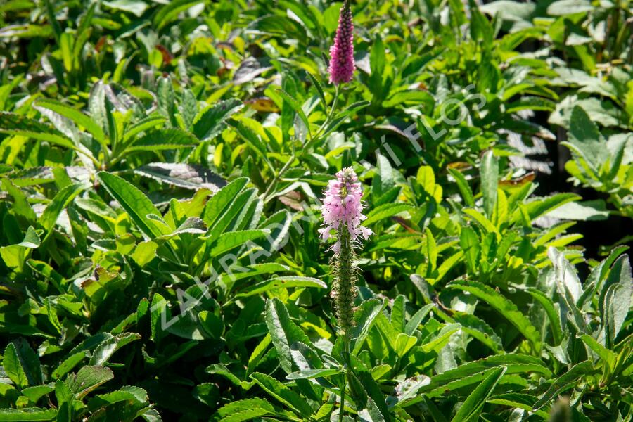 Rozrazil klasnatý 'Rosa Zwerg' - Veronica spicata 'Rosa Zwerg'