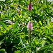 Rozrazil klasnatý 'Rosa Zwerg' - Veronica spicata 'Rosa Zwerg'