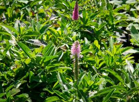Rozrazil klasnatý 'Rosa Zwerg' - Veronica spicata 'Rosa Zwerg'