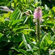 Rozrazil klasnatý 'Rosa Zwerg' - Veronica spicata 'Rosa Zwerg'