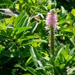 Rozrazil klasnatý 'Rosa Zwerg' - Veronica spicata 'Rosa Zwerg'