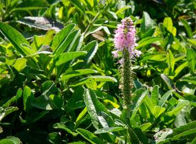 Rozrazil klasnatý 'Rosa Zwerg' - Veronica spicata 'Rosa Zwerg'