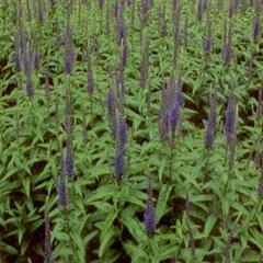 Rozrazil klasnatý - Veronica spicata