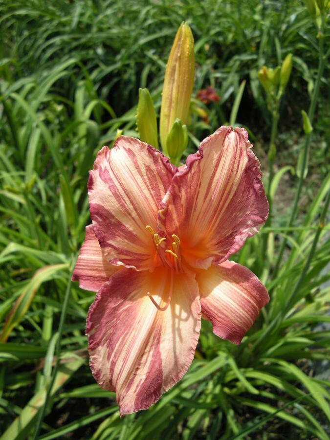 Denivka 'Pink Stripes' - Hemerocallis 'Pink Stripes'