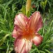 Denivka 'Pink Stripes' - Hemerocallis 'Pink Stripes'