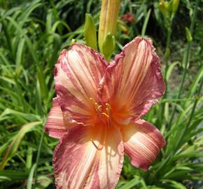 Denivka 'Pink Stripes' - Hemerocallis 'Pink Stripes'