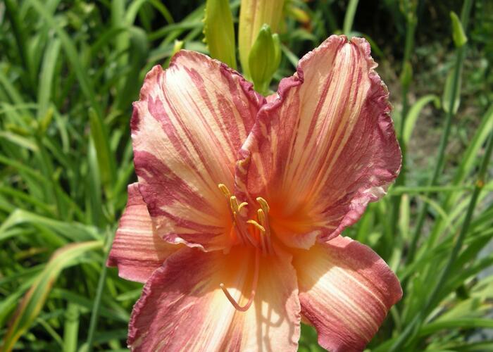 Denivka 'Pink Stripes' - Hemerocallis 'Pink Stripes'