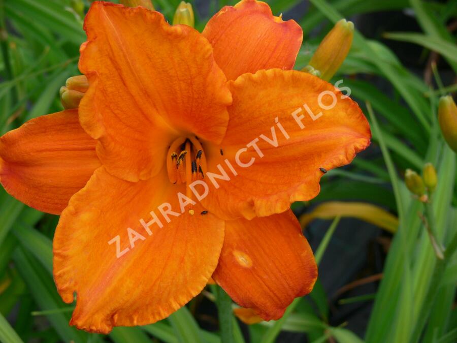 Denivka 'Mauna Loa' - Hemerocallis 'Mauna Loa'