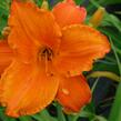 Denivka 'Mauna Loa' - Hemerocallis 'Mauna Loa'