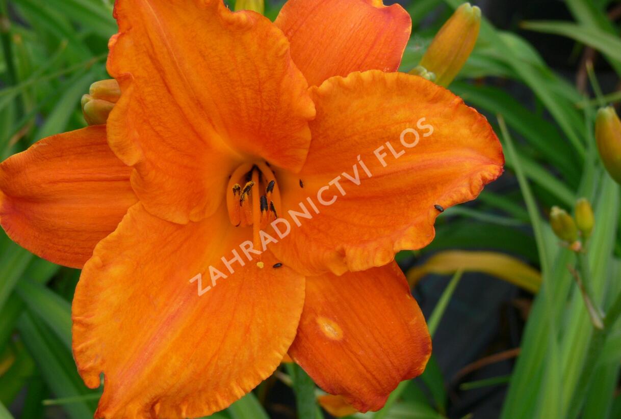 Denivka 'Mauna Loa' - Hemerocallis 'Mauna Loa'