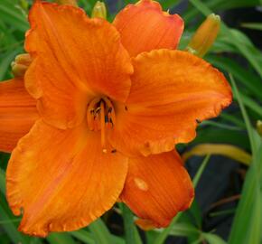 Denivka 'Mauna Loa' - Hemerocallis 'Mauna Loa'