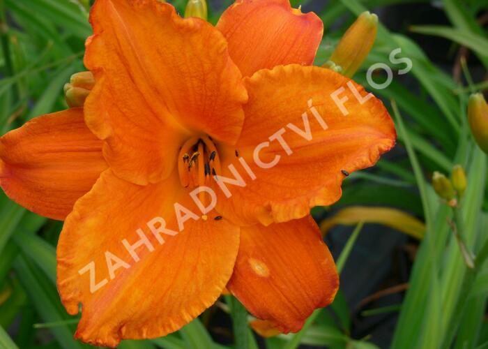 Denivka 'Mauna Loa' - Hemerocallis 'Mauna Loa'