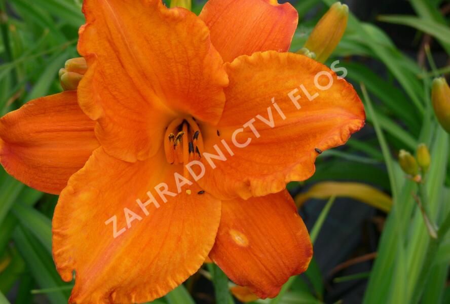 Denivka 'Mauna Loa' - Hemerocallis 'Mauna Loa'