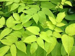 Arálie srdčitá zlatolistá 'Sun King' - Aralia cordata 'Sun King'