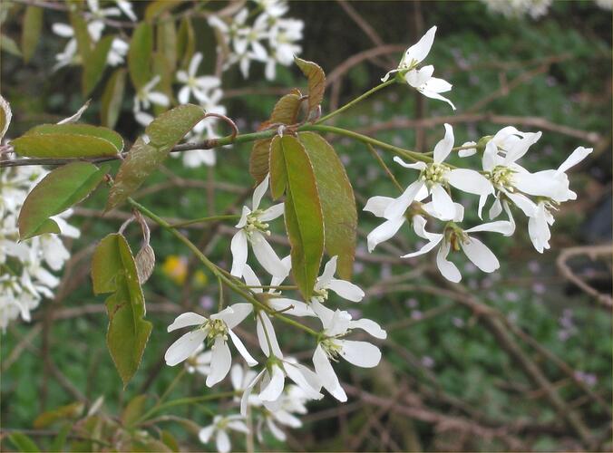 Muchovník kanadský - Amelanchier canadensis