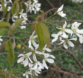 Muchovník kanadský - Amelanchier canadensis