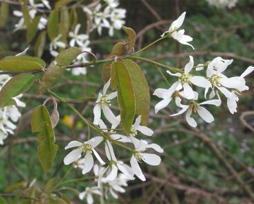 Muchovník kanadský