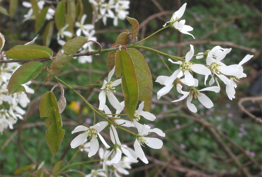 Muchovník kanadský - Amelanchier canadensis