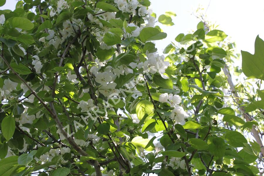 Jabloň okrasná 'Red Sentinel' - Malus 'Red Sentinel'