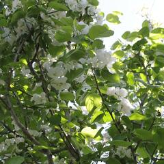 Jabloň okrasná 'Red Sentinel' - Malus 'Red Sentinel'
