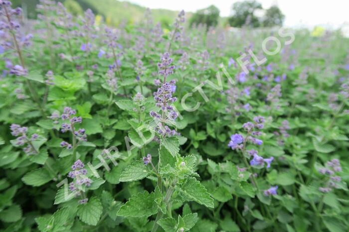 Šanta zkřížená 'Kit Cat' - Nepeta x faassenii 'Kit Cat'