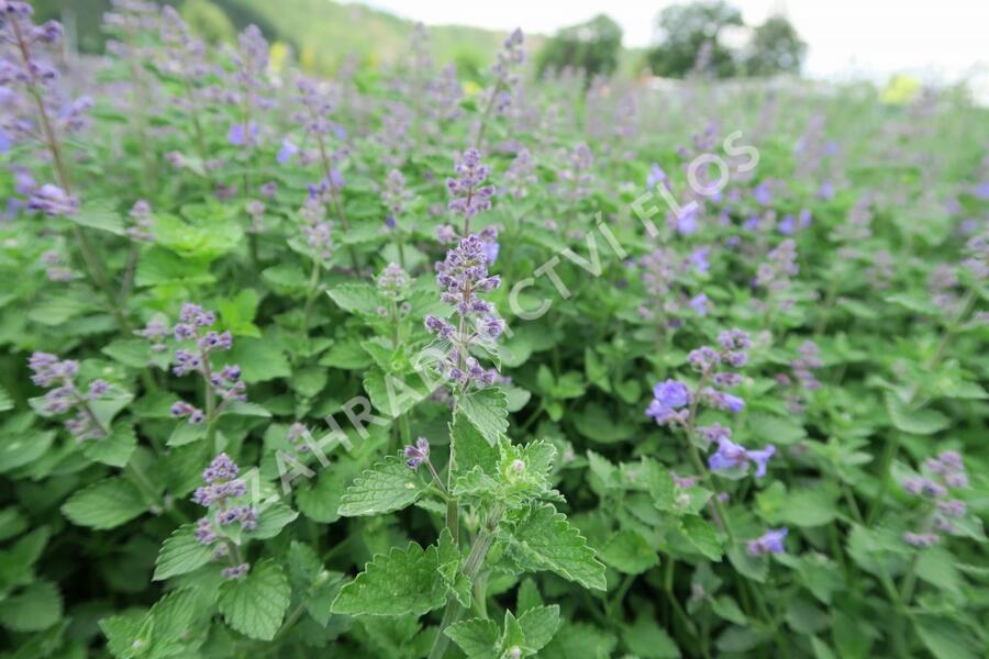 Šanta zkřížená 'Kit Cat' - Nepeta x faassenii 'Kit Cat'