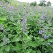 Šanta zkřížená 'Kit Cat' - Nepeta x faassenii 'Kit Cat'