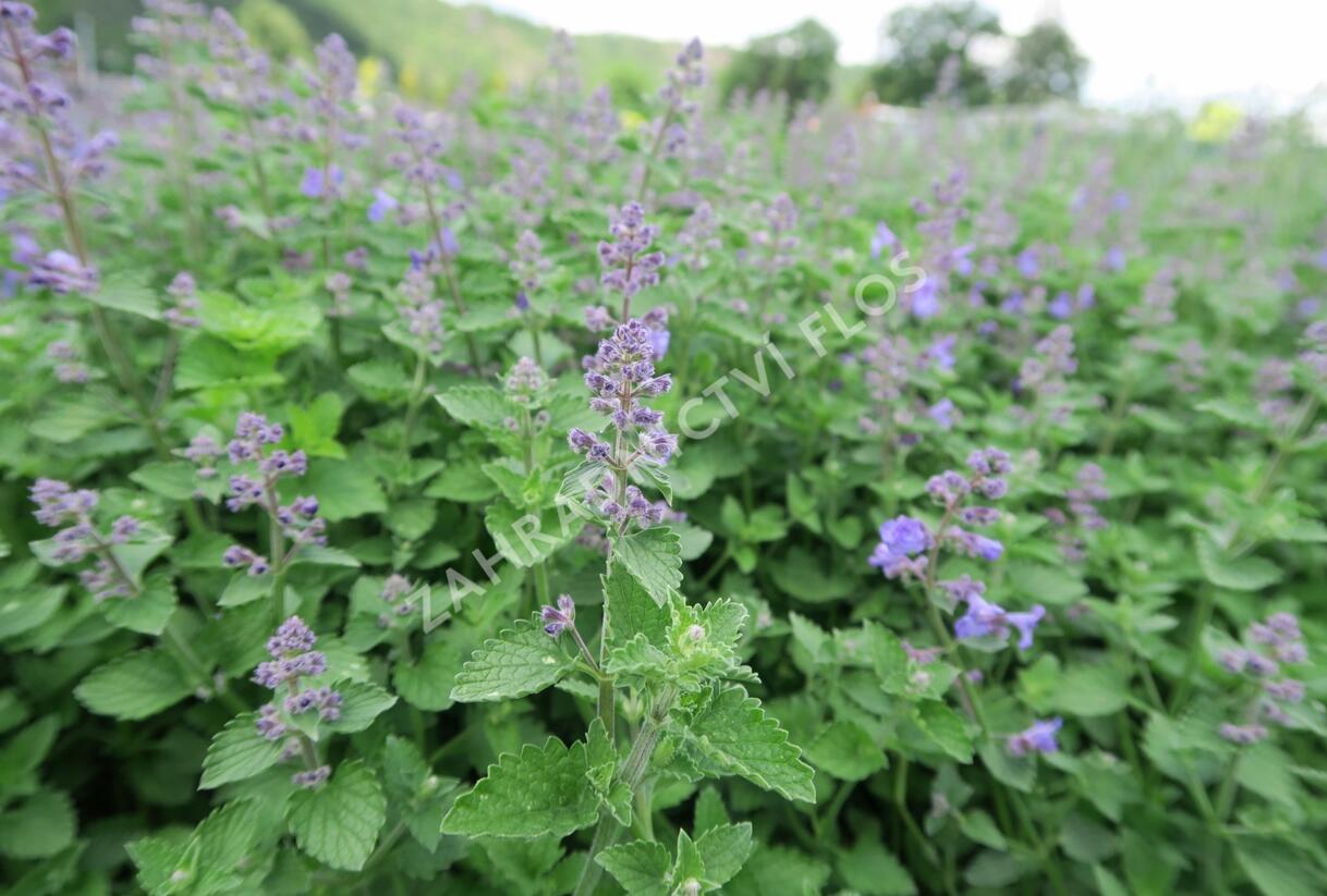 Šanta zkřížená 'Kit Cat' - Nepeta x faassenii 'Kit Cat'
