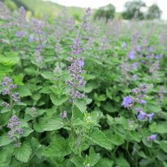 Šanta zkřížená 'Kit Cat' - Nepeta x faassenii 'Kit Cat'