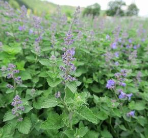 Šanta zkřížená 'Kit Cat' - Nepeta x faassenii 'Kit Cat'