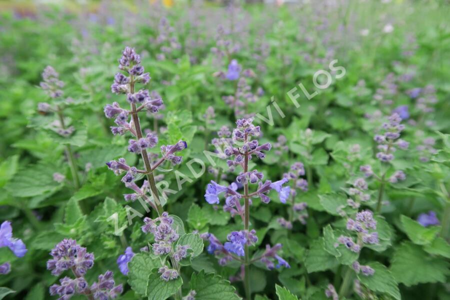 Šanta zkřížená 'Kit Cat' - Nepeta x faassenii 'Kit Cat'